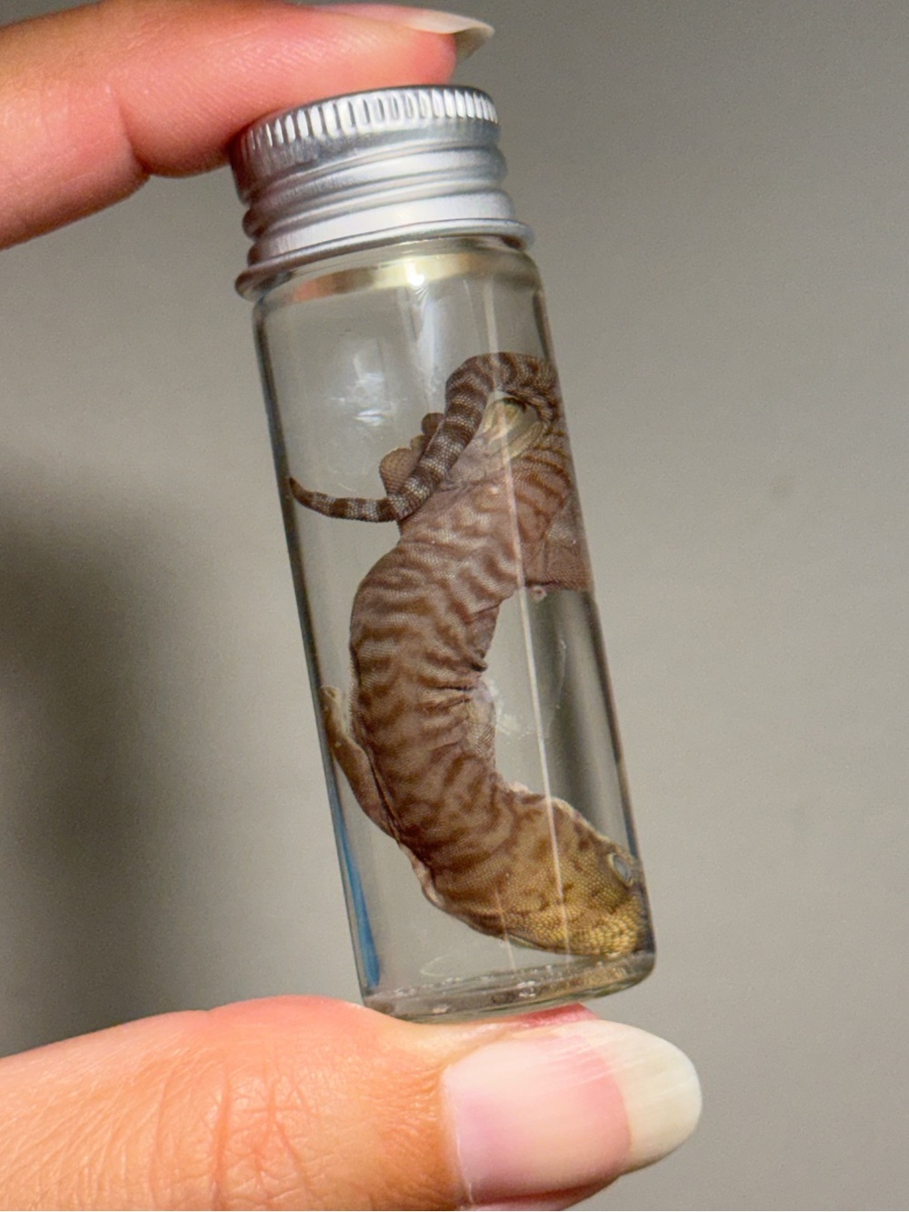 Oddities and Curiosities - Day Gecko preserved wet specimen